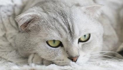 开云体育下载入口-本土球员受伤下场，全场球迷泪目，球员受伤费用谁出