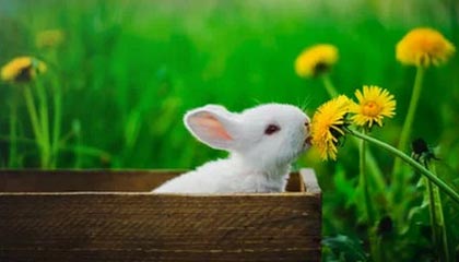 开云网页版-C9启用新人阵容引热议，c9队伍